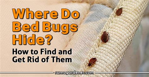 do bed bugs hide in books? surprisingly, this question not only piques our curiosity about the habits of these blood-sucking pests but also prompts us to explore the intriguing world of book collecting and preservation.